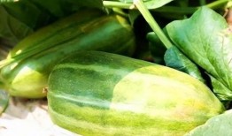 生瓜要怎么吃,探索新鲜口感与营养的完美结合