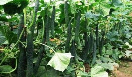 立夏吃瓜最佳时间,揭秘最佳吃瓜时间