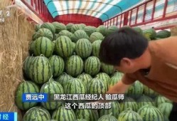 吃瓜青莲,揭秘娱乐圈的甜蜜与苦涩