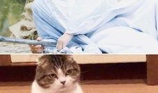 吃瓜神同步猫咪,捕捉萌宠瞬间，共享欢乐时光