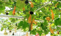 莱芜吃大瓜,吃大瓜，畅享清凉时光